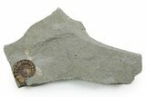 Jurassic Ammonite (Promicroceras) Fossil - Lyme Regis #351283-1